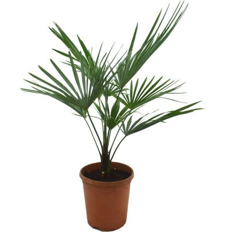 Trachycarpus Wagnerianus × Princeps